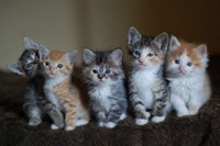 kittens